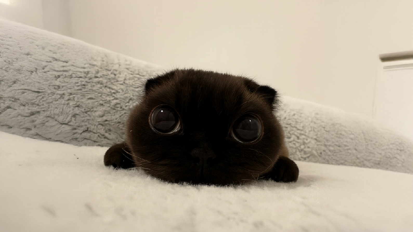 $png the cat